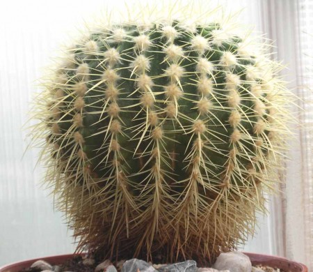 Echinocactus grusonii